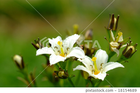 Tateyama的Iwa Ginkgo Tateyama的Iwa Ginkgo 18154689