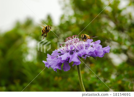 蜜蜂的飛行 蜜蜂的飛行 18154691