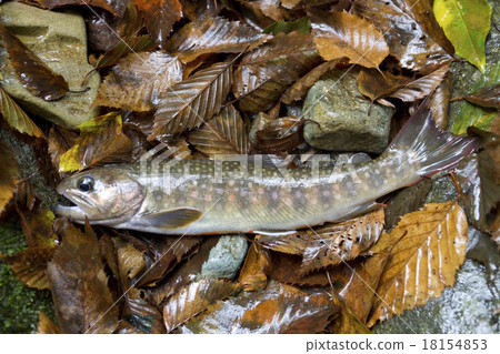 Fishing (Iwana) 18154853