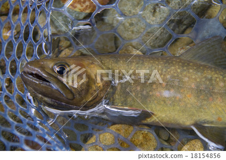 Fishing (Iwana) 18154856