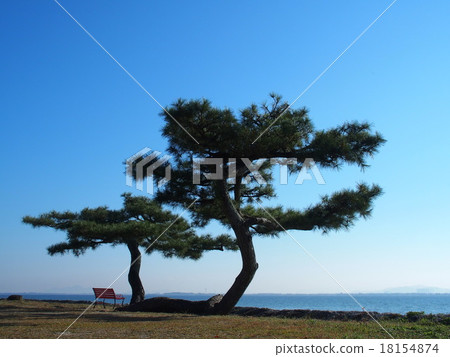 Pine tree of Lake Biwa 18154874