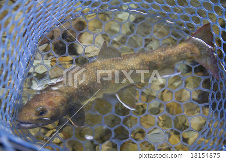 Fishing (Iwana) Fishing (Iwana) 18154875