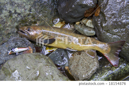 Fishing (Iwana) 18154876