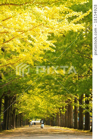Ginkgo bunches Ginkgo bunches 18154928
