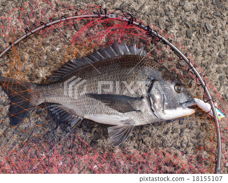 釣魚（Chinu） 18155107