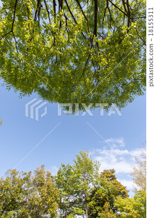 Fresh green Fresh green 18155311