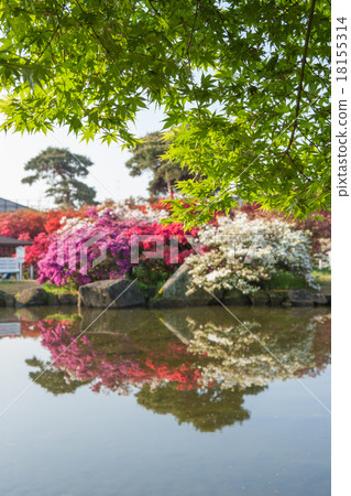 Spring azalea is Oka park 18155314