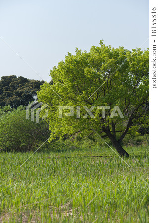 Marsh spring 18155316
