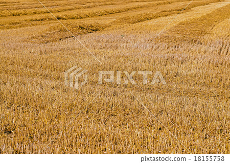 field with straw   18155758