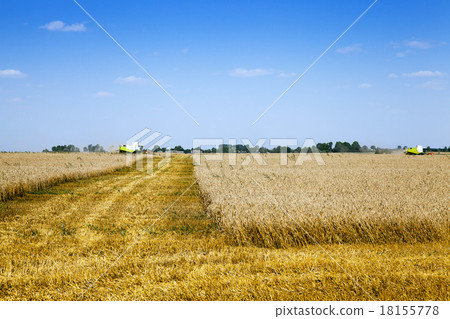 harvesting harvesting 18155778