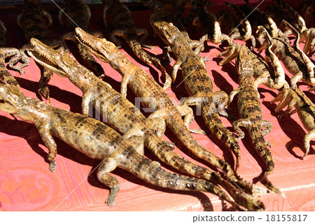 柬埔寨暹粒Trensap湖 18155817