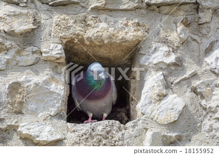 Pigeon 18155952