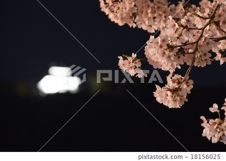 Cherry blossoms and castle Cherry blossoms and castle 18156025