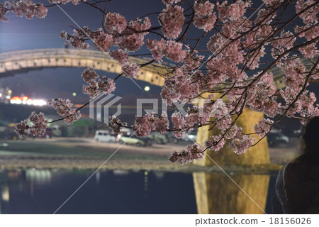 Cherry blossoms and bridges at night 18156026