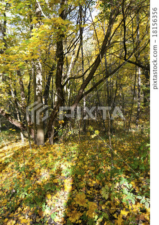 the autumn wood  18156356