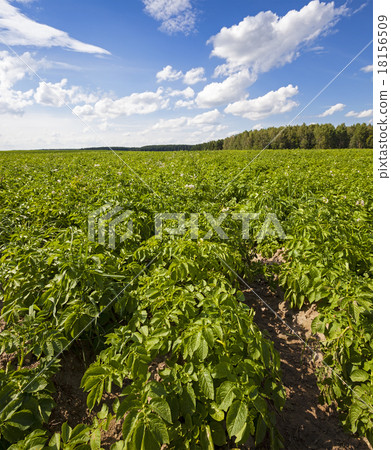 potato field potato field 18156509