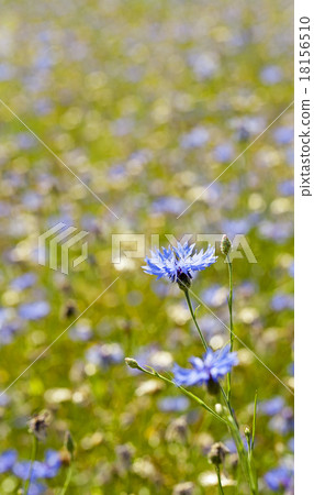 cornflowers cornflowers 18156510