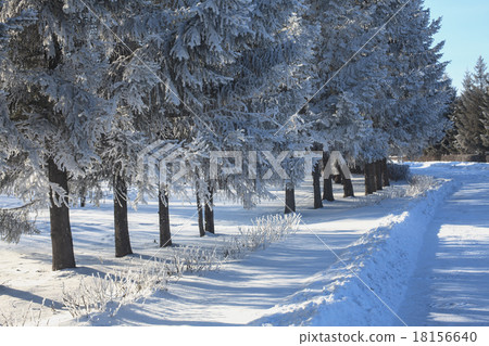 tree branches covered with snow tree branches covered with snow 18156640