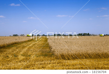 harvesting harvesting 18156704