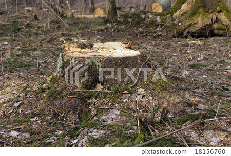 srubleenny trees srubleenny trees 18156760