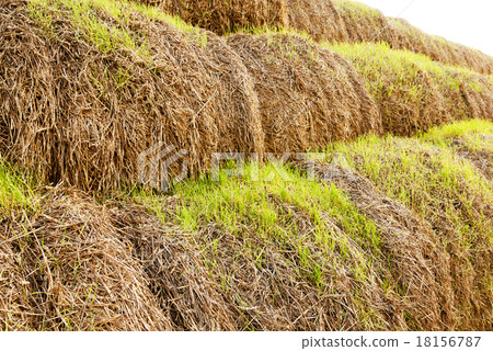 the sprouted wheat   18156787