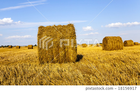 agricultural field   18156917