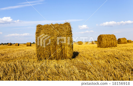 agricultural field   18156918