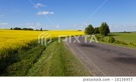 the asphalted road the asphalted road 18156957
