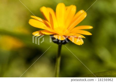 calendula flower   calendula flower   18156962