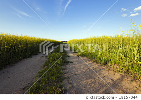 the road to a field the road to a field 18157044