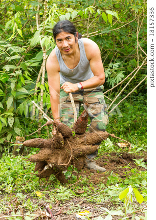 Indigenous Man With Tapioca Roots 18157336