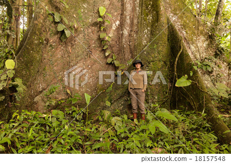 Biologist Woman Nest To A Kapok Tree 18157548