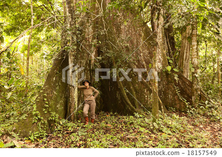 Biologist Next To A Kapok Tree Biologist Next To A Kapok Tree 18157549