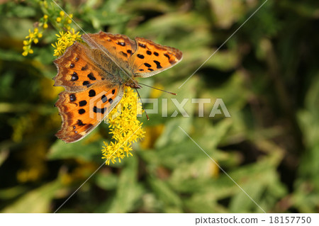 Kita-tea and Seita-kuwadachi sou # 2 18157750