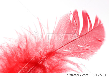Red Feather and White Background 18157751