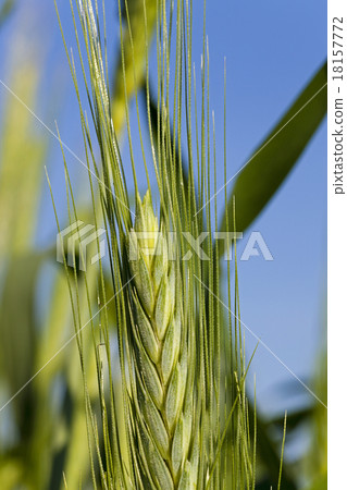 cereals. close up cereals. close up 18157772