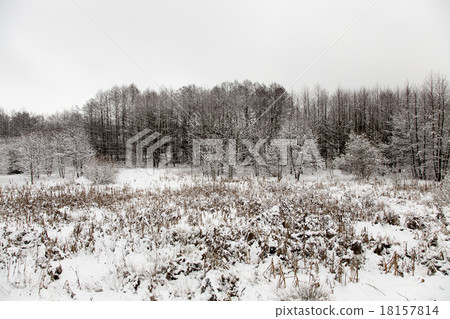 winter forest   18157814