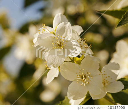jasmine flower   18157900