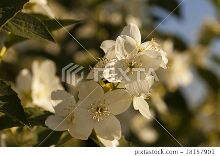 jasmine flower   18157901