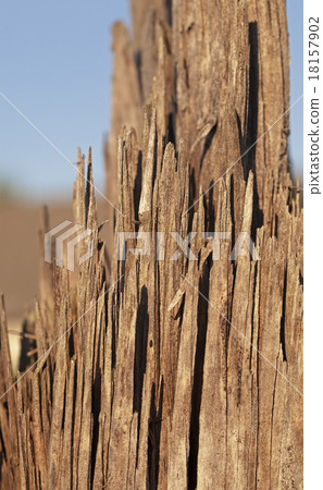 the split part of a tree  18157902