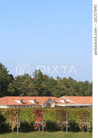 釀酒廠葡萄園秋天 釀酒廠葡萄園秋天 18157945