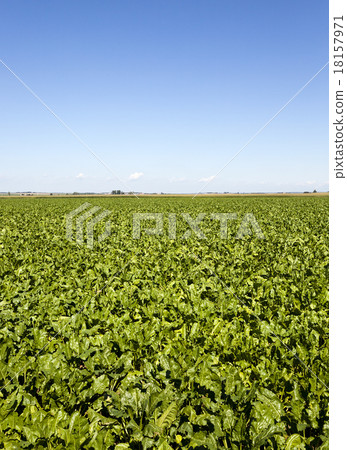 agriculture agriculture 18157971