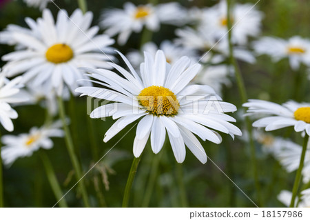white camomile white camomile 18157986