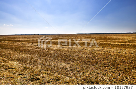 harvest cereals harvest cereals 18157987