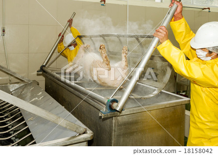 Pig Scalding Process In Slaughterhouse 18158042