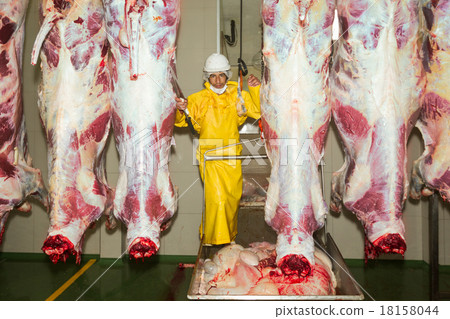 Butcher Standing Between Cattle Carcasses 18158044