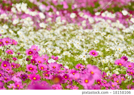 盛開的波斯菊領域 18158106
