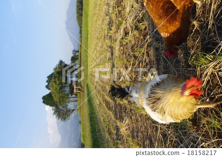 兩個雞在Minamiaso村莊在米領域附近跑的國家風景 18158217