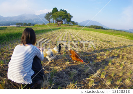 在Minamiaso村莊的兩個小雞奔跑的鄉村風景和觀看它的所有者的女兒 在Minamiaso村莊的兩個小雞奔跑的鄉村風景和觀看它的所有者的女兒 18158218