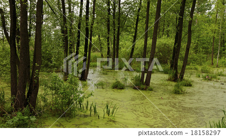 the marshland the marshland 18158297
